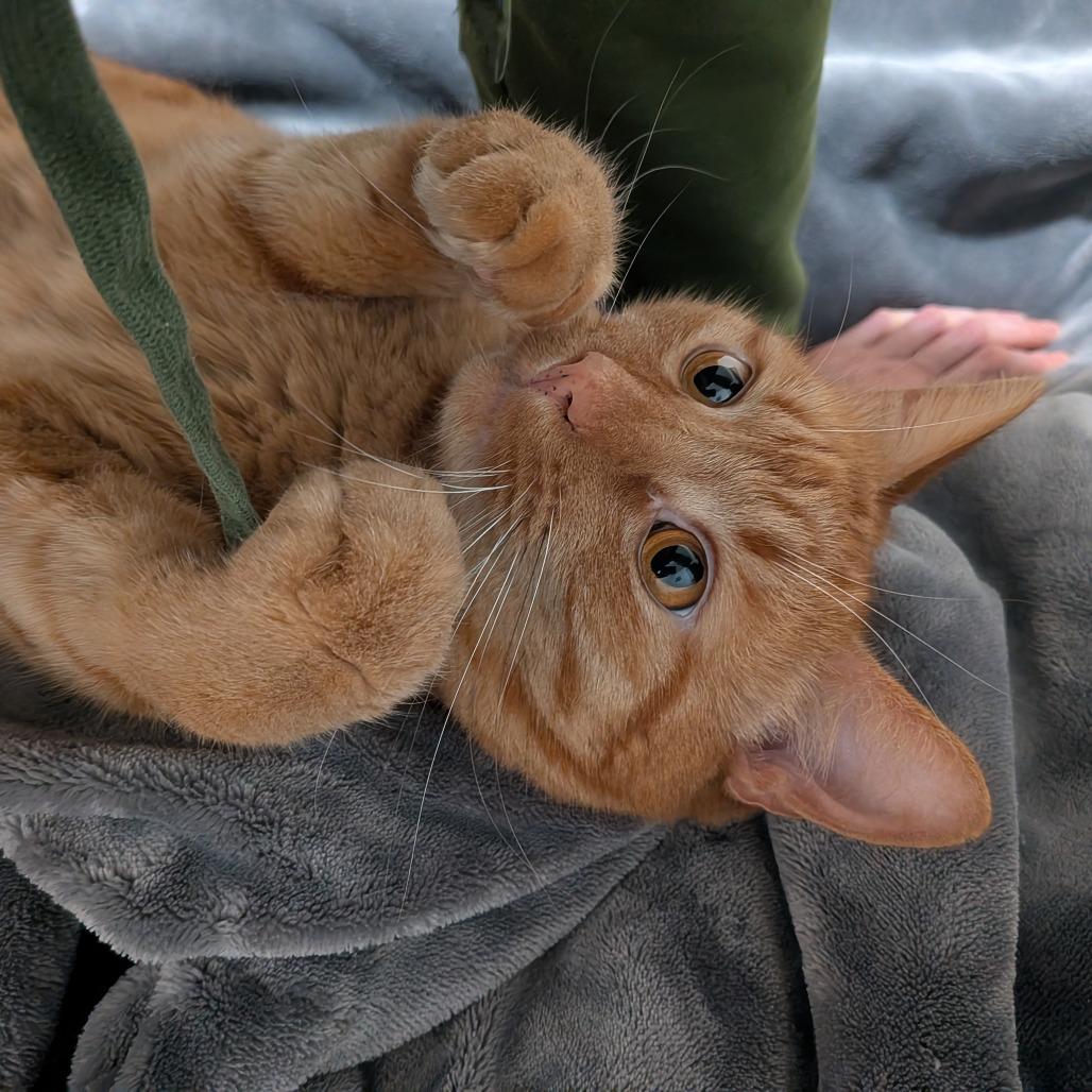 Frodo, Adoptable, Adult Male Domestic Short Hair.