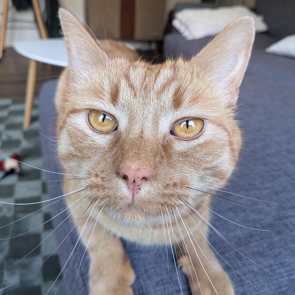 Enlarge Frodo, a Adoptable Domestic Short Hair in Washougal, WA image 2/5
