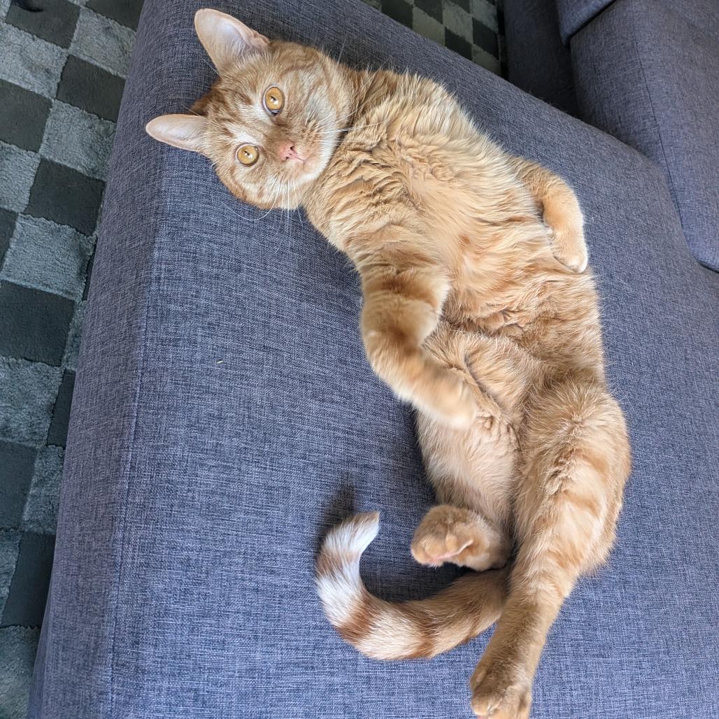Enlarge Frodo, a Adoptable Domestic Short Hair in Washougal, WA image 3/5