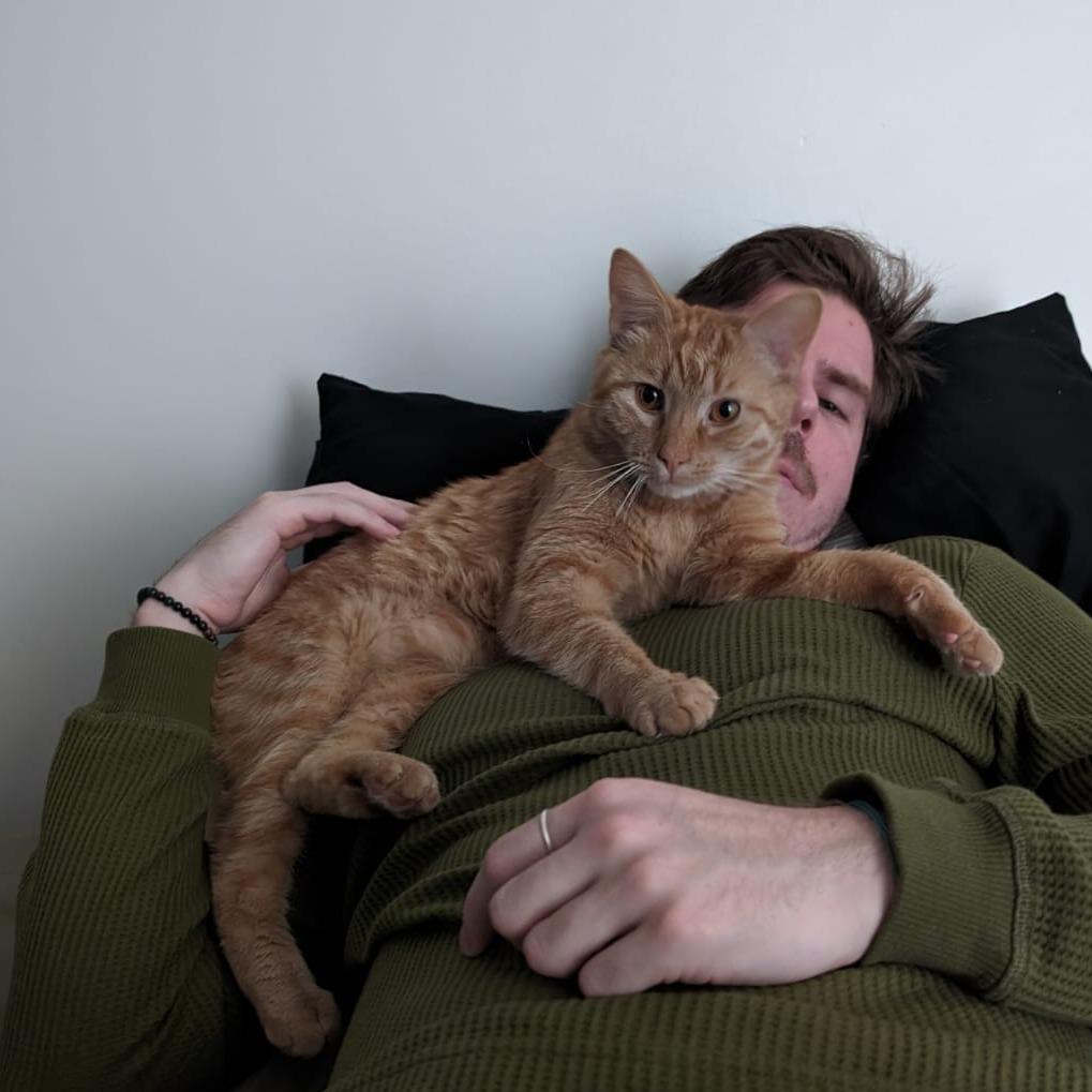 Enlarge Frodo, a Adoptable Domestic Short Hair in Washougal, WA image 4/5