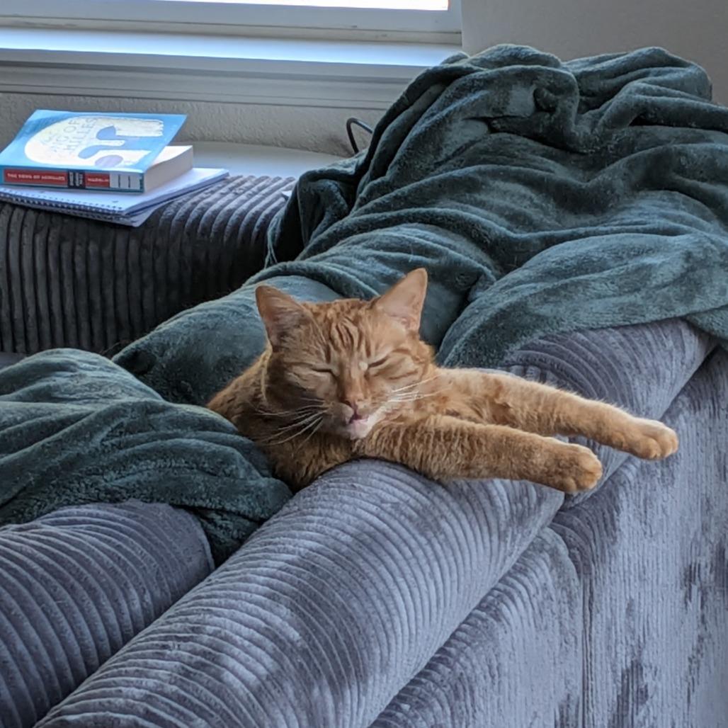 Enlarge Frodo, a Adoptable Domestic Short Hair in Washougal, WA image 5/5