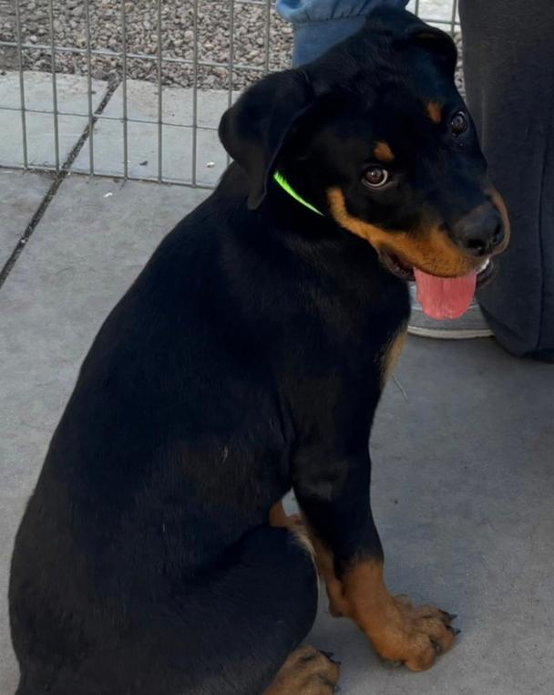 Lucky, a Adoptable Rottweiler in Gilbert, AZ image 1/4