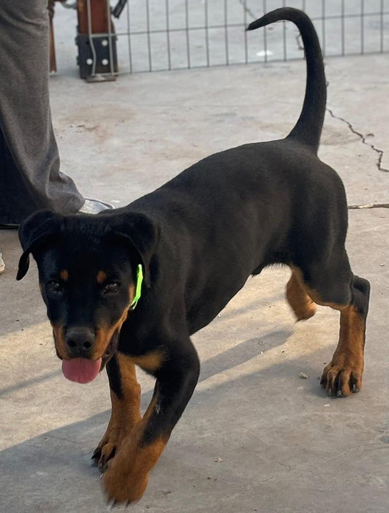 Lucky, a Adoptable Rottweiler in Gilbert, AZ image 2/4