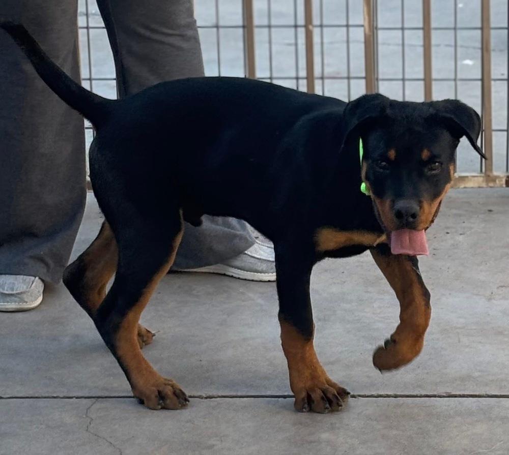 Lucky, a Adoptable Rottweiler in Gilbert, AZ image 3/4