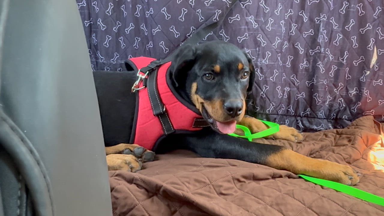 Enlarge Lucky, a Adoptable Rottweiler in Gilbert, AZ video 4/4