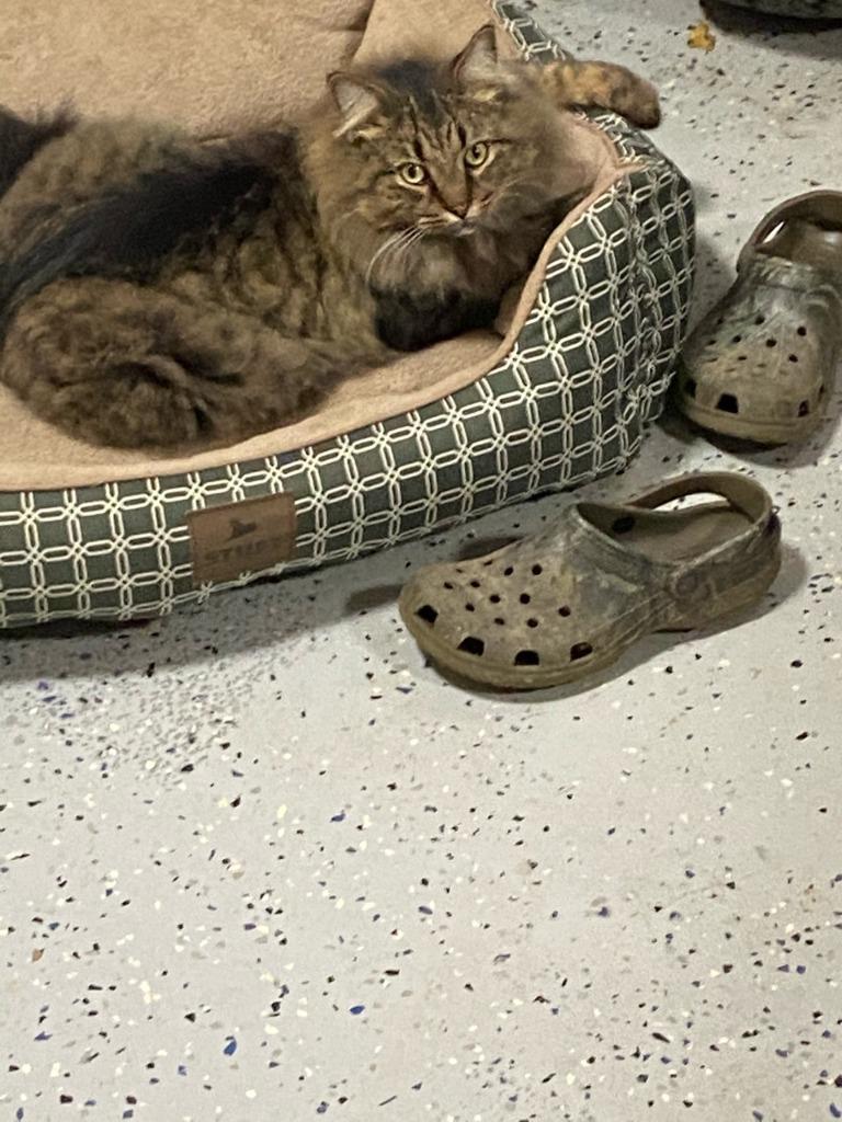 Sassy Boy, a Adoptable mixed breed in Madison, GA image 2/3