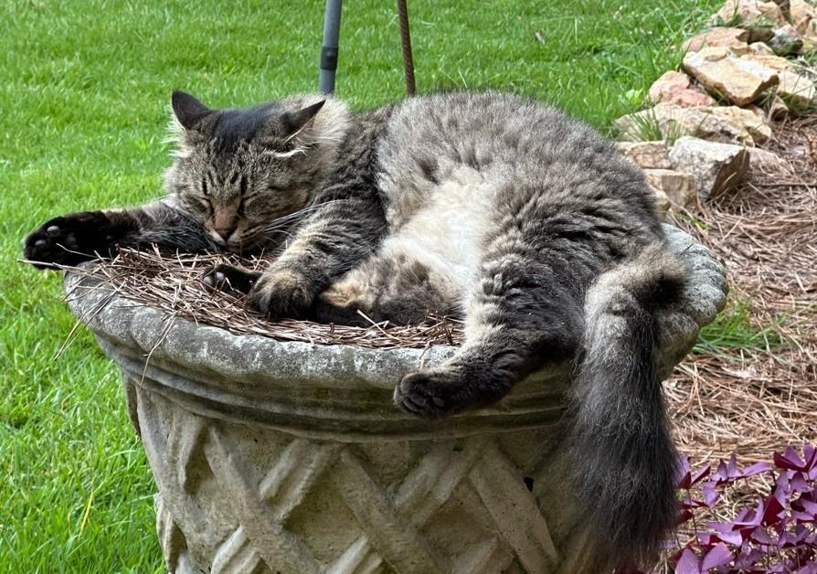 Sassy Boy, Adoptable, Adult Male Domestic Long Hair.