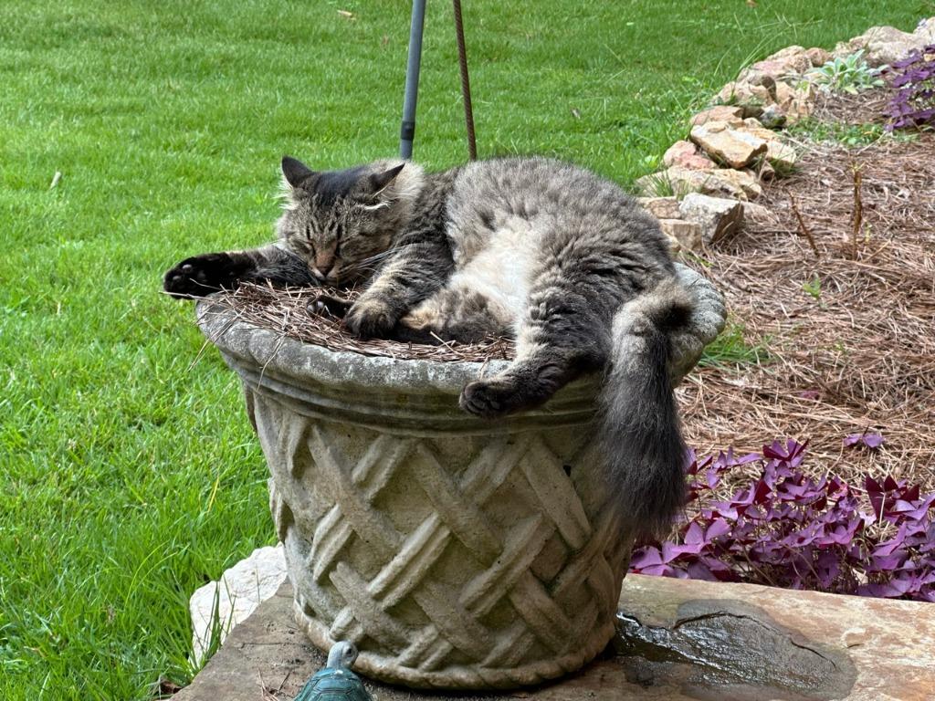 Enlarge Sassy Boy, a Adoptable mixed breed in Madison, GA image 3/3