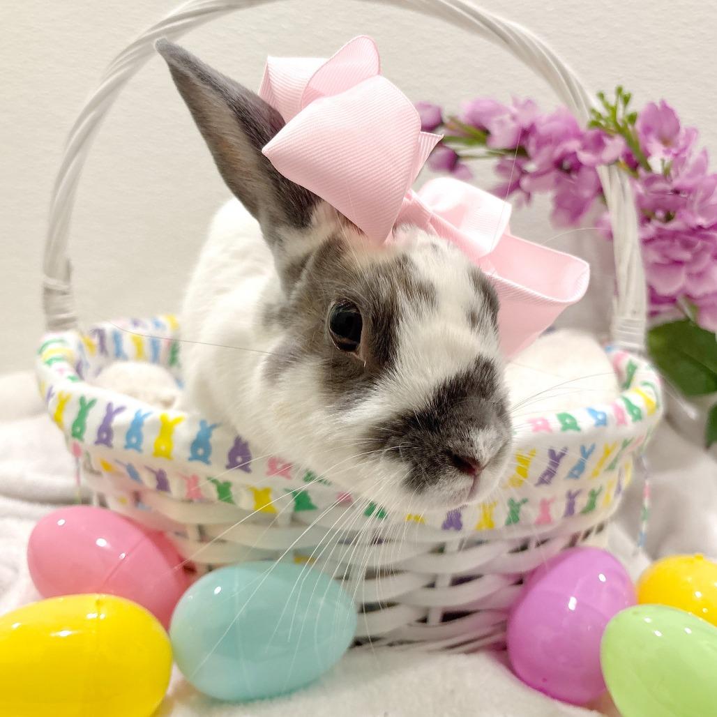 Enlarge Nougat, a Adoptable Mini Rex in Birdsboro, PA image 3/6