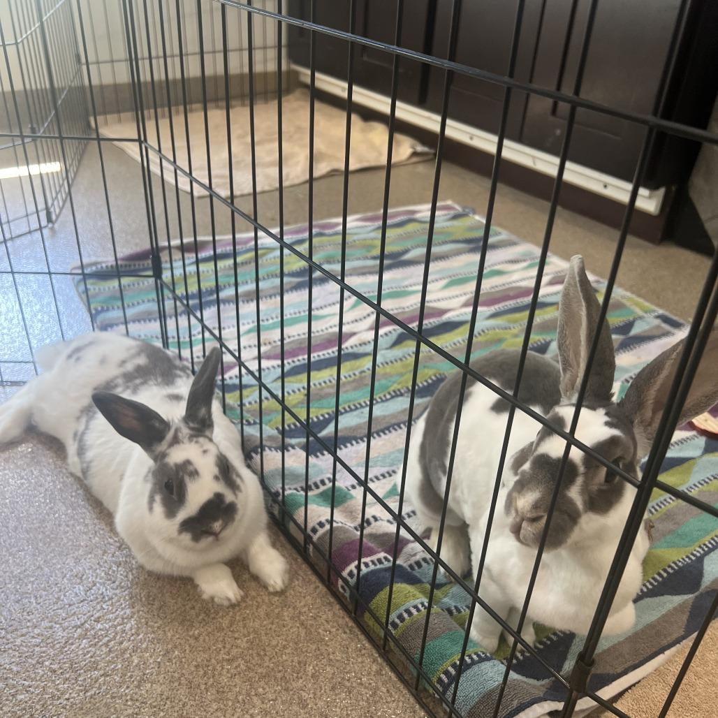 Enlarge Nougat, a Adoptable Mini Rex in Birdsboro, PA image 4/6