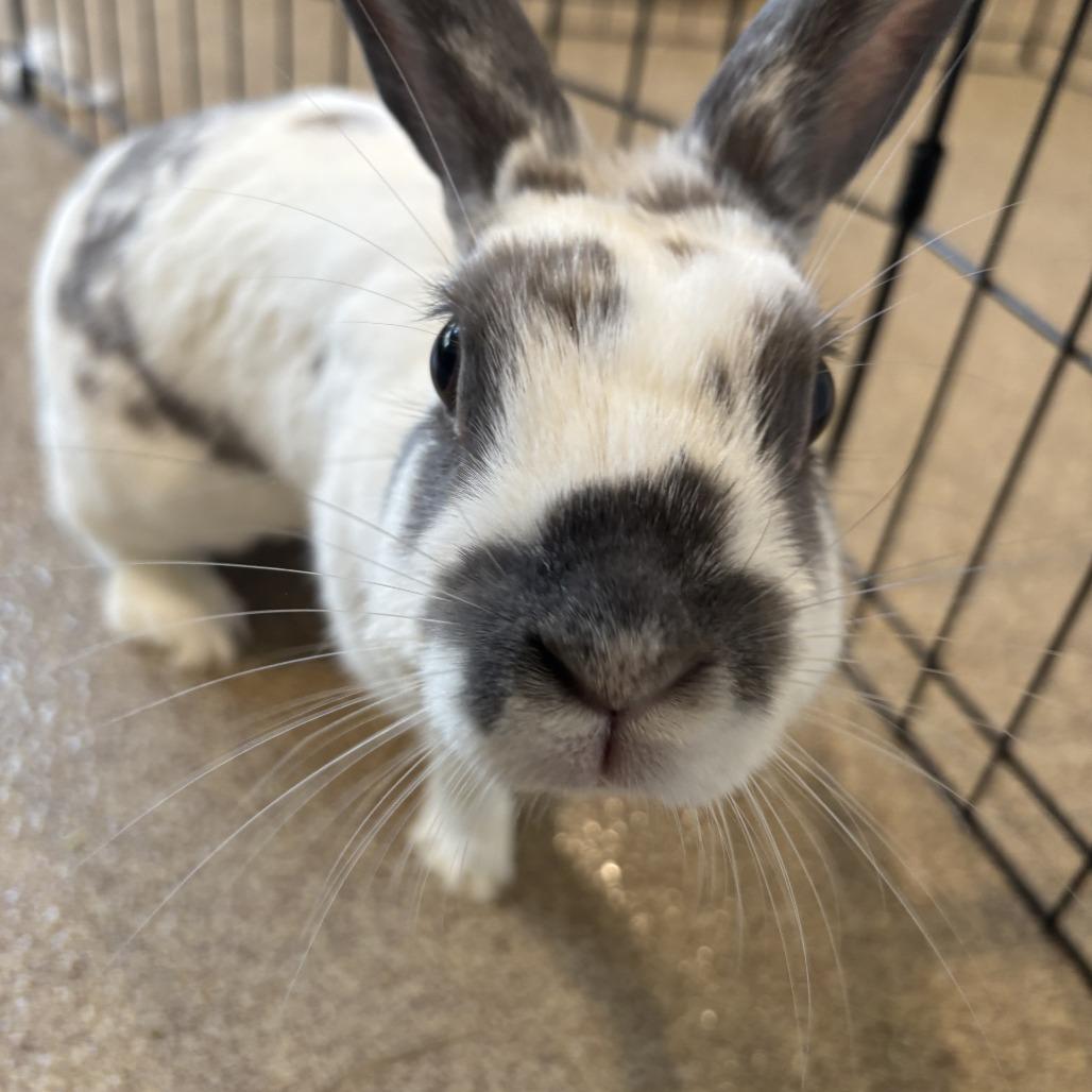 Enlarge Nougat, a Adoptable Mini Rex in Birdsboro, PA image 6/6