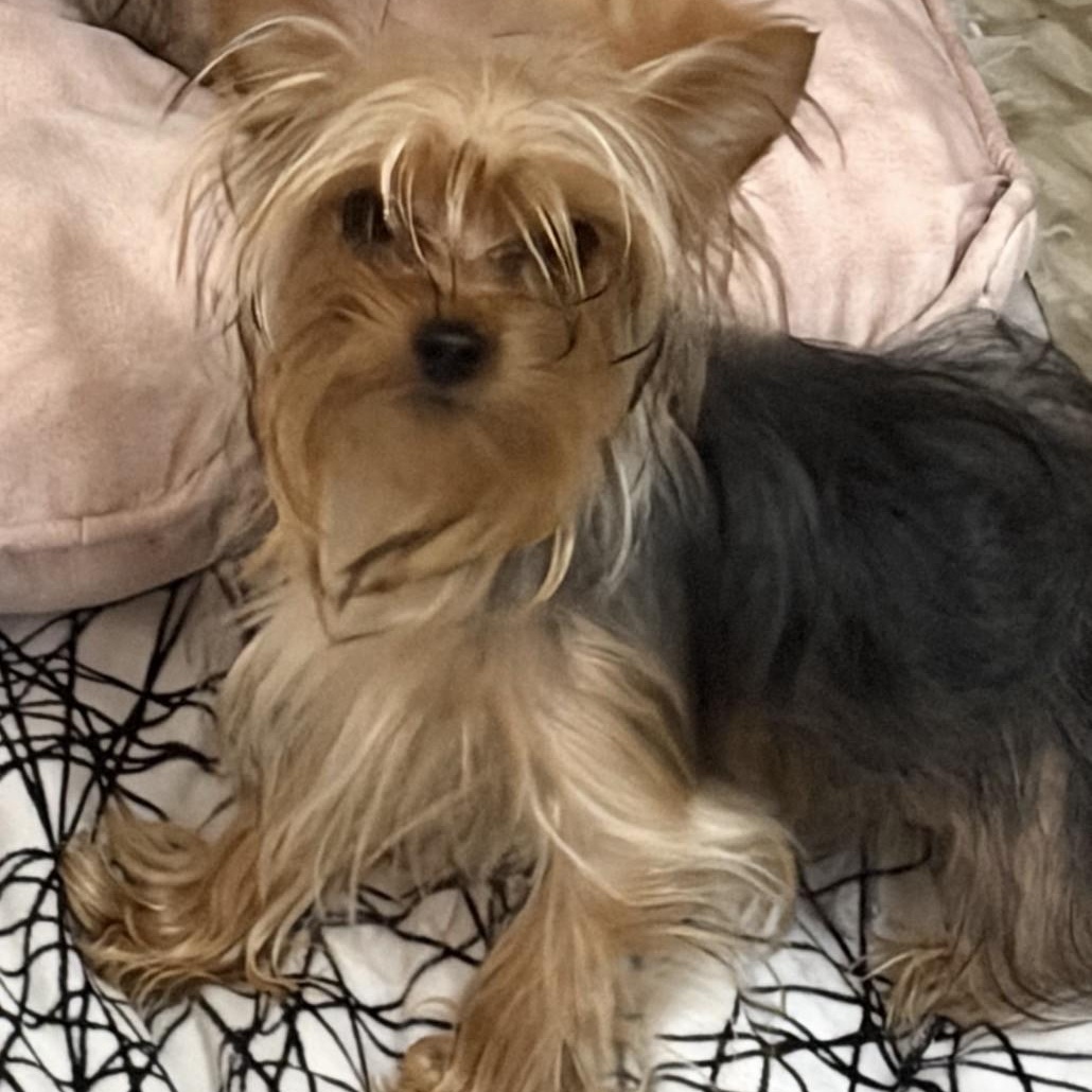 Chase, adopted, Puppy Male Yorkshire Terrier.