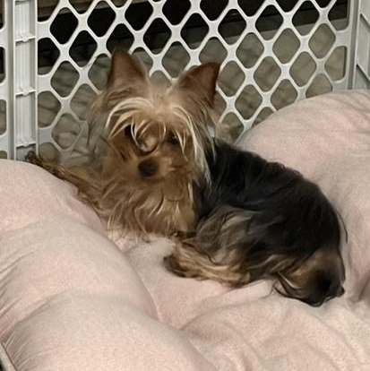 Chase, an adopted Yorkshire Terrier in Boca Raton, FL image 2/2
