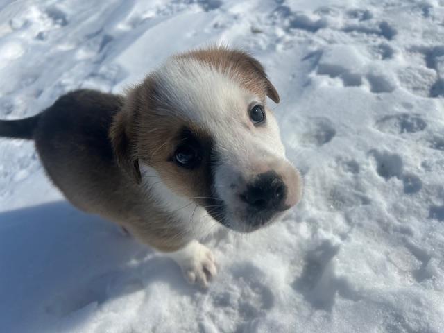 Allan, a Adoptable mixed breed in Saskatoon, SK image 3/5
