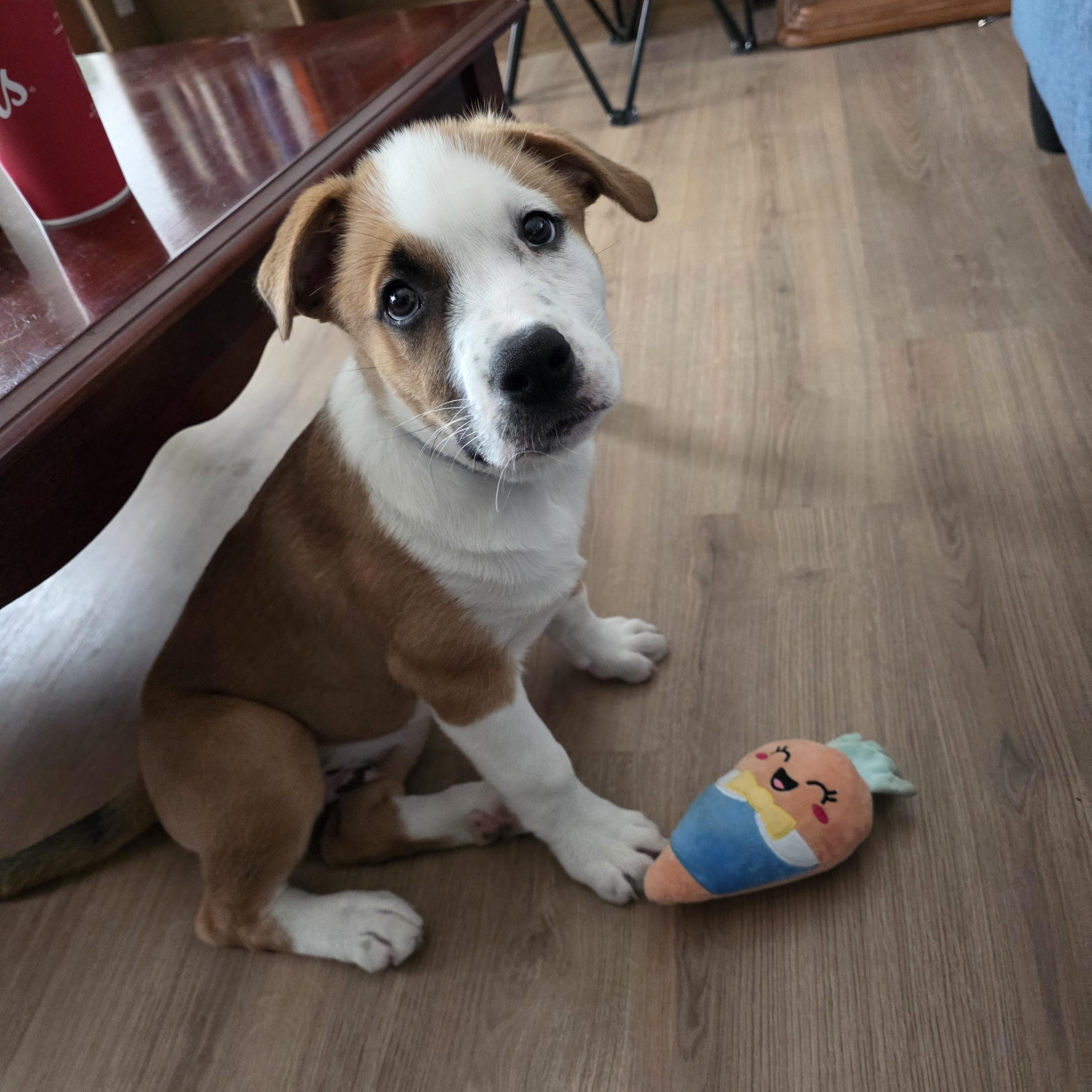 Allan, Adoptable, Puppy Male Mixed Breed.