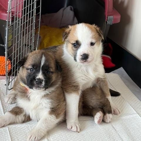 Allan, Adoptable, Puppy Male Mixed Breed.