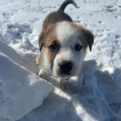 Allan, a Adoptable mixed breed in Saskatoon, SK image 2/5