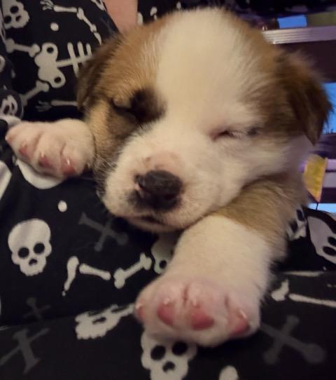 Allan, a Adoptable mixed breed in Saskatoon, SK image 4/5