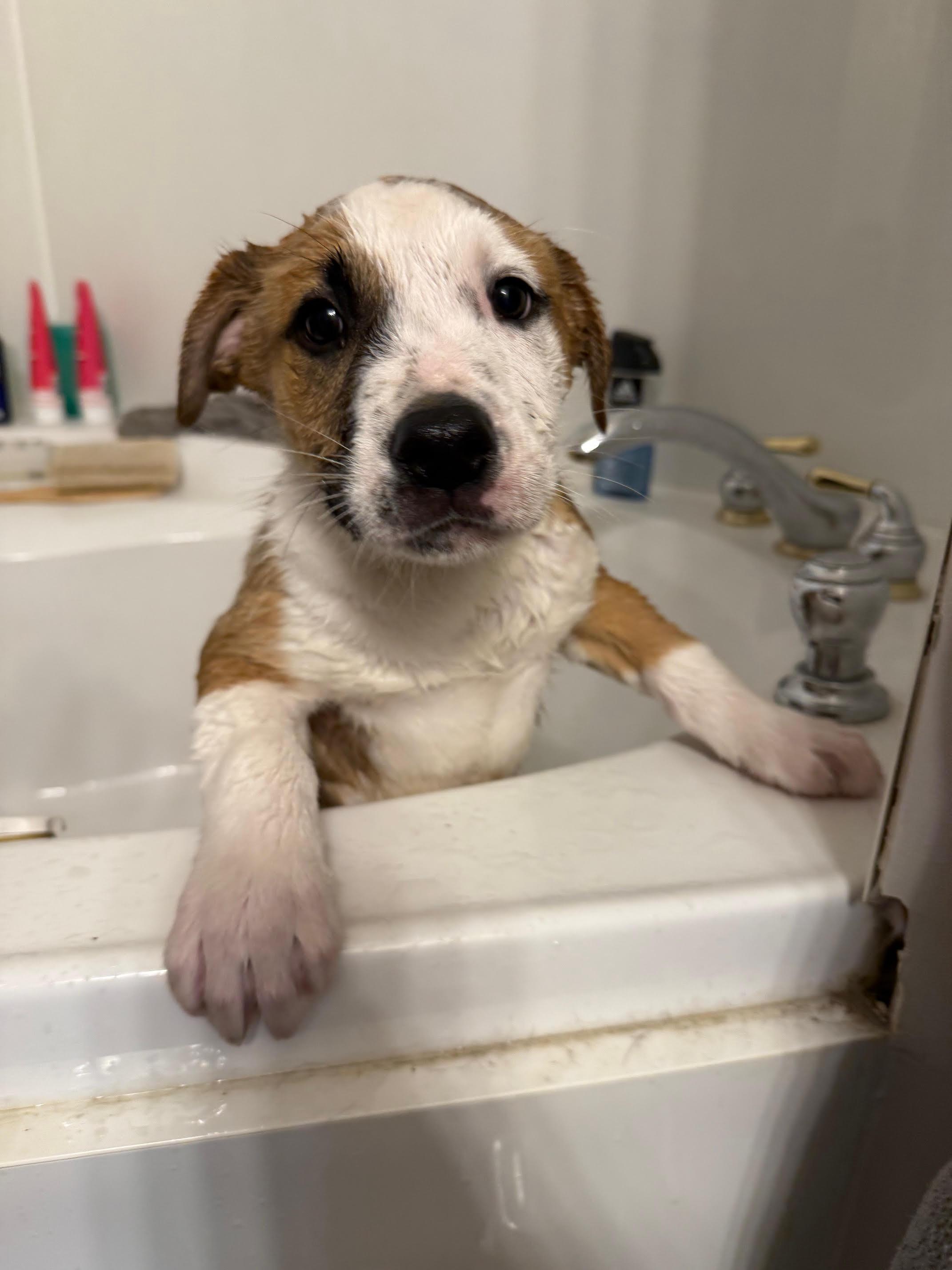 Allan, a Adoptable mixed breed in Saskatoon, SK image 5/5