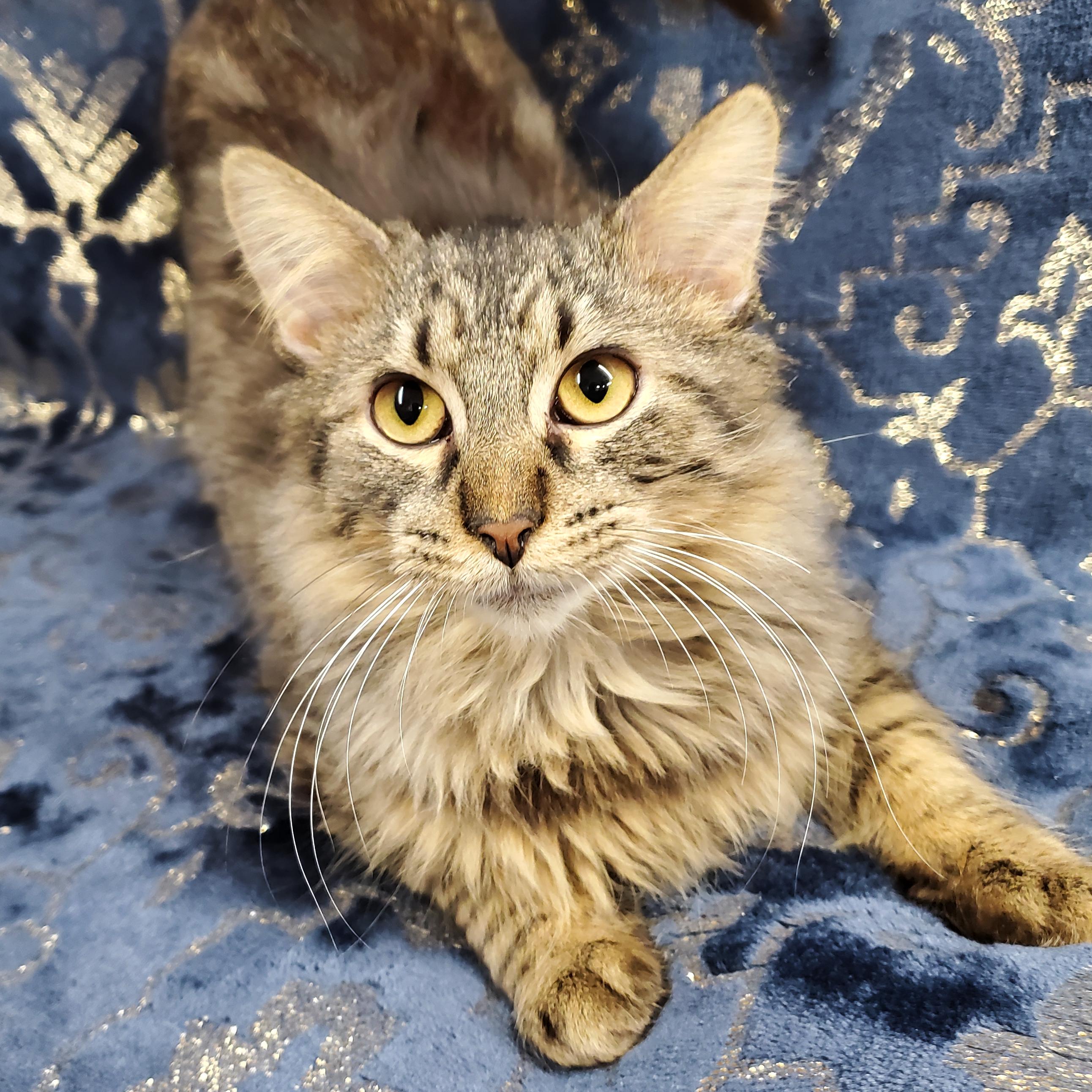 Enlarge Rome, a Adopted Domestic Long Hair in Marseilles, IL image 1/2