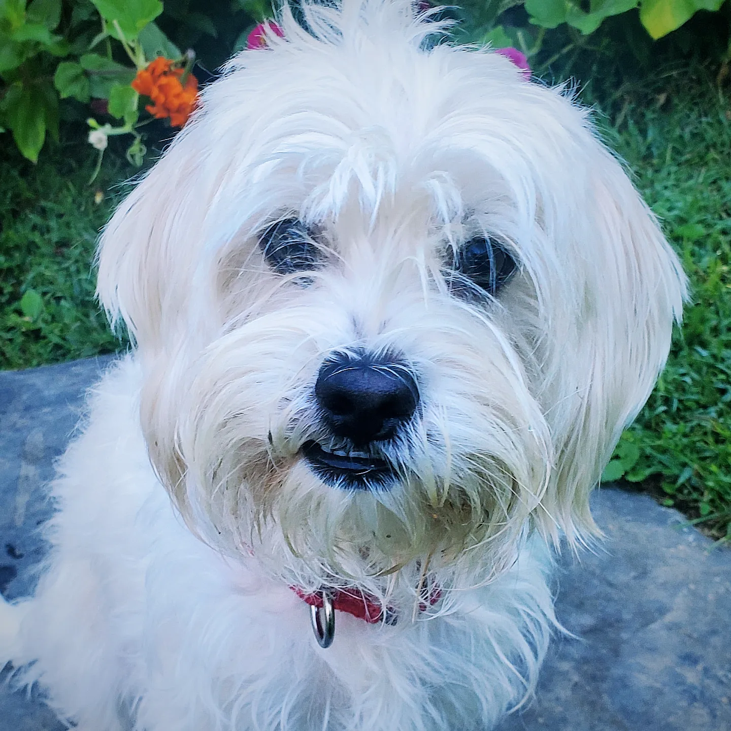 Benji, Adopted, Adult Male Bichon Frise.