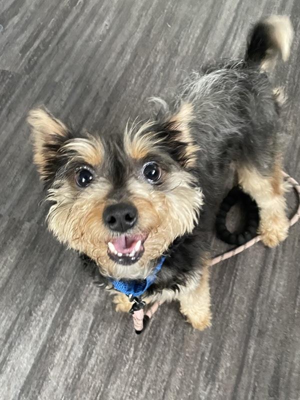 Costanza, Adoptable, Young Male Yorkshire Terrier & Schnauzer.