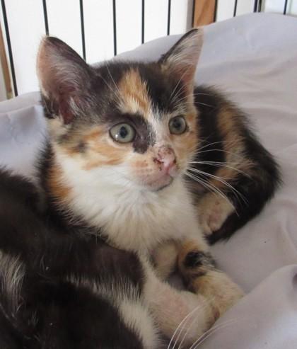 Enlarge Olivia, a Adoptable Domestic Short Hair in West Memphis, AR image 1/2