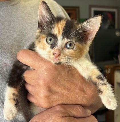 Enlarge Olivia, a Adoptable Domestic Short Hair in West Memphis, AR image 2/2