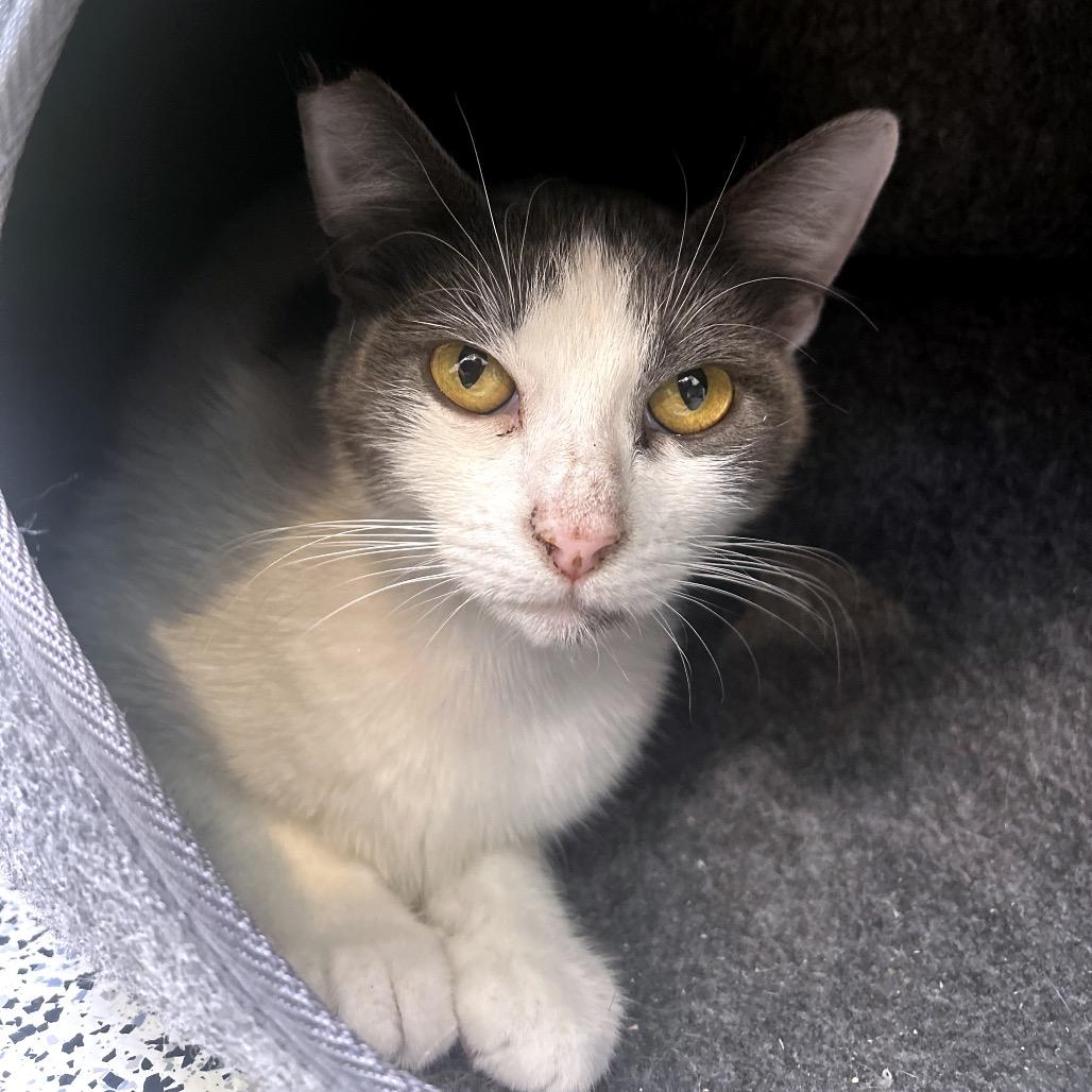 Dot, Adoptable, Young Female Domestic Short Hair.