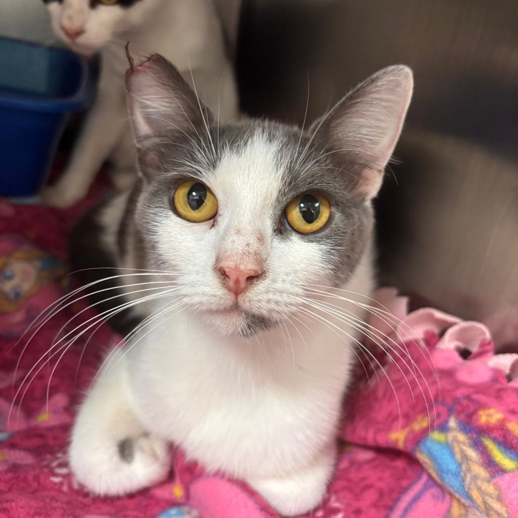Enlarge Dot, a Adoptable Domestic Short Hair in Fresno, CA image 2/2