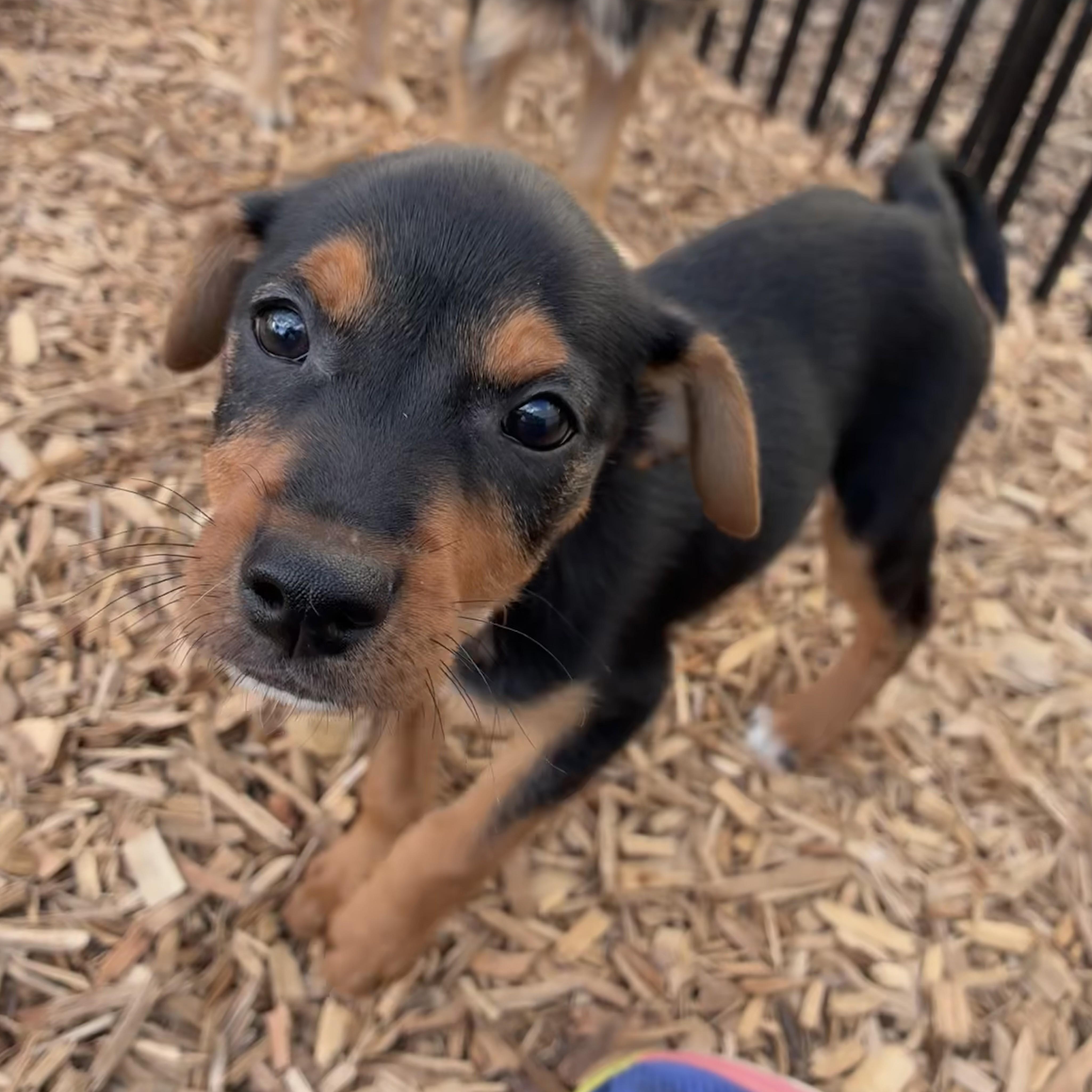 Enlarge DaVinci, a ADOPTABLE mixed breed in Abington, PA image 4/6