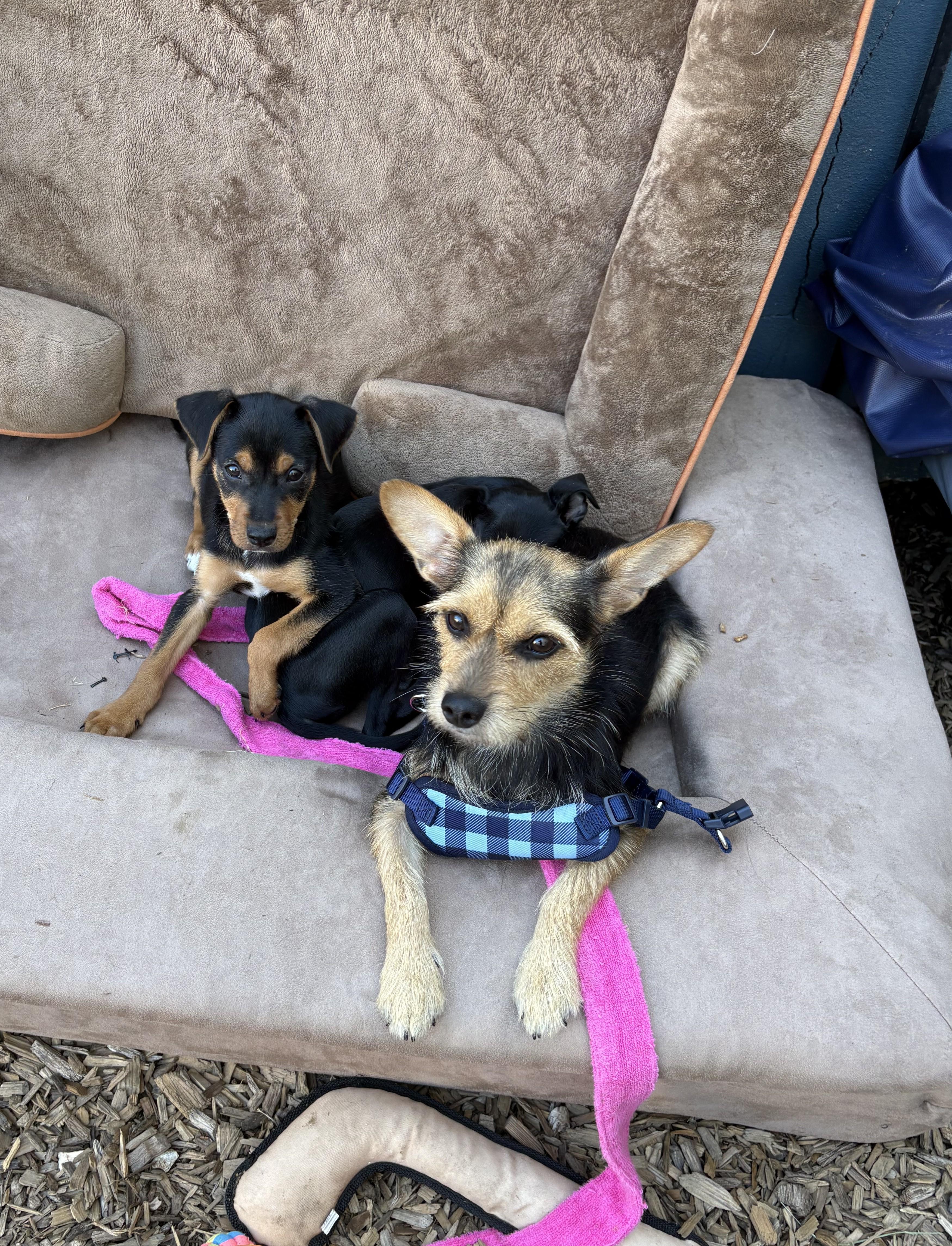 Enlarge DaVinci, a ADOPTABLE mixed breed in Abington, PA image 5/6