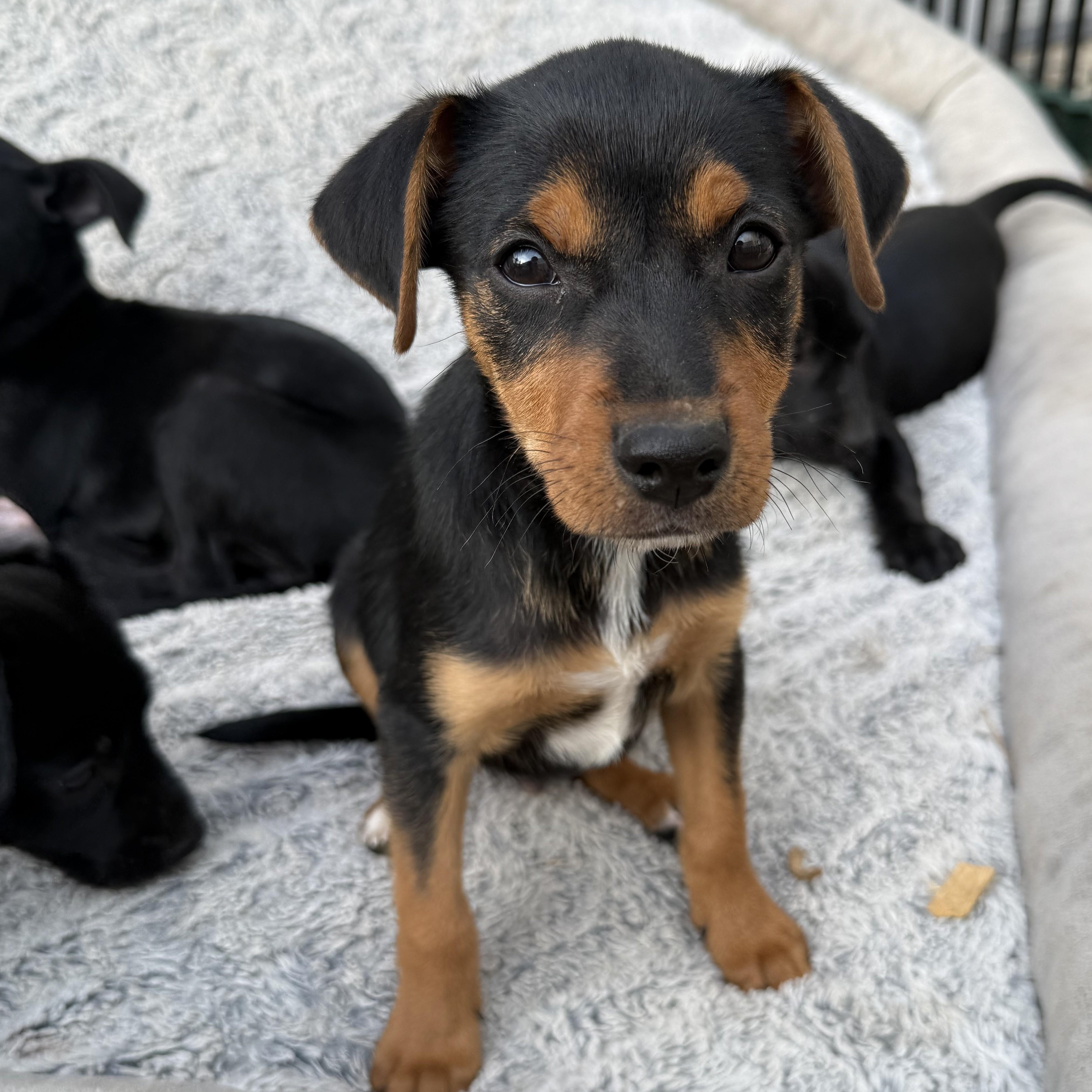 Enlarge DaVinci, a ADOPTABLE mixed breed in Abington, PA image 2/6