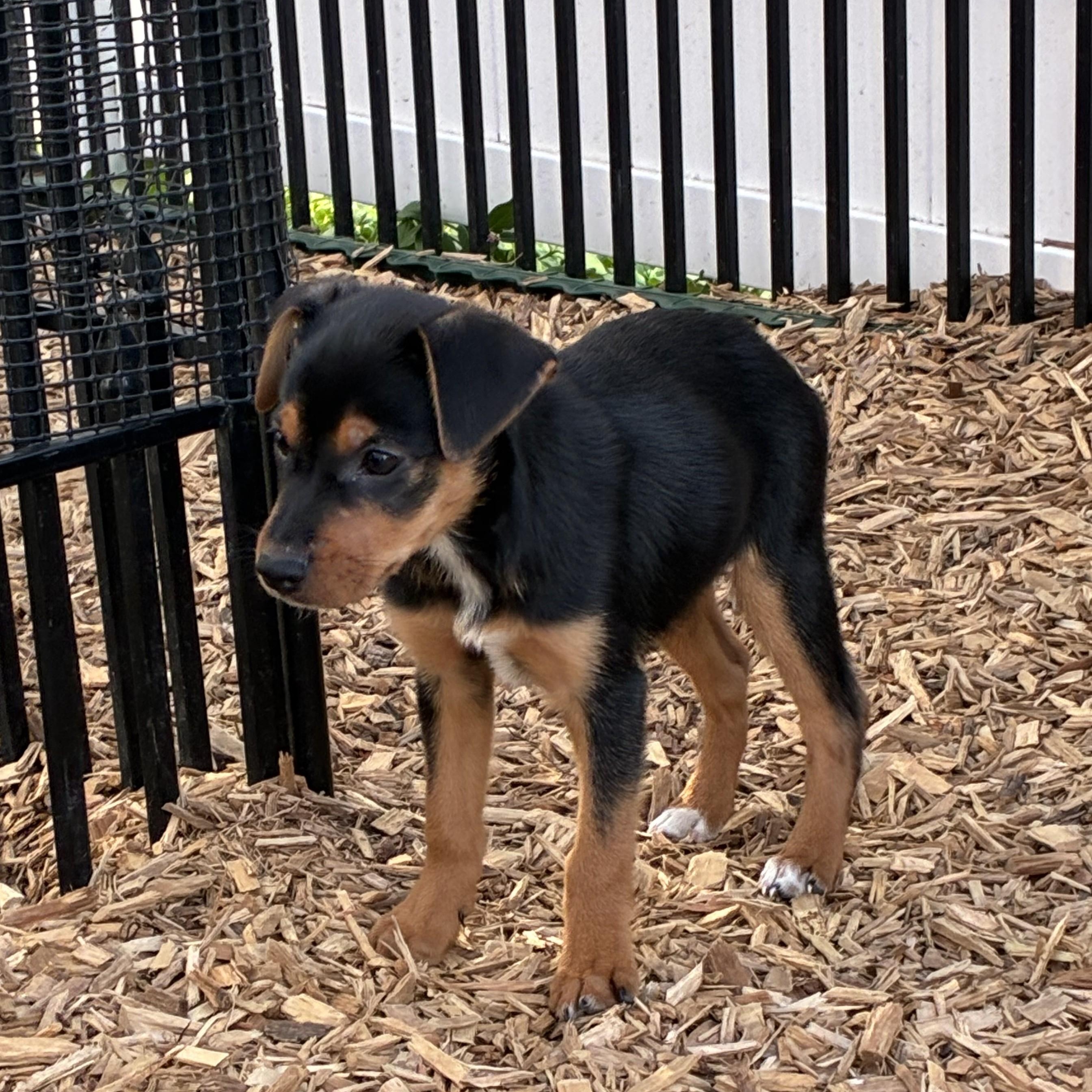 Enlarge DaVinci, a ADOPTABLE mixed breed in Abington, PA image 3/6