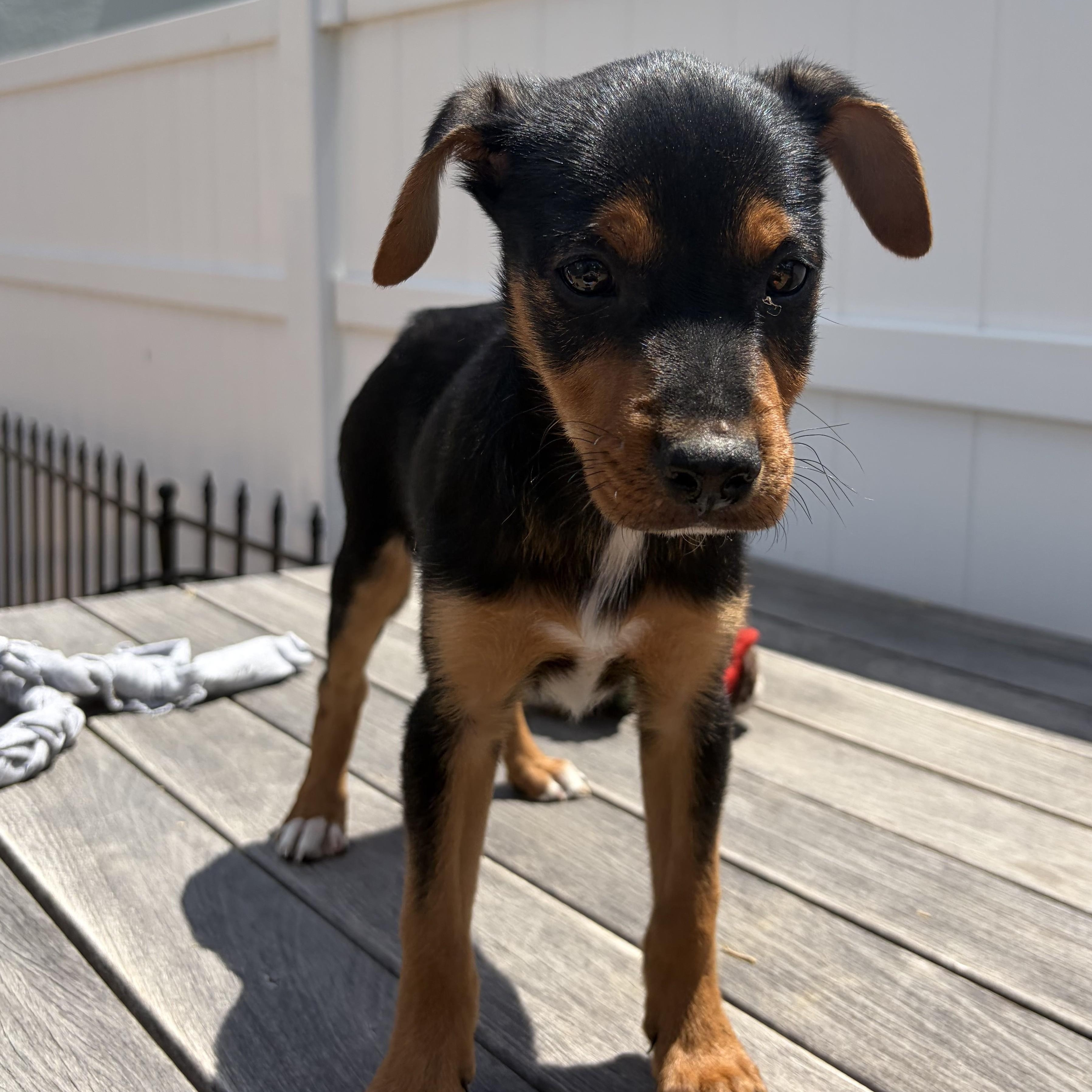 Enlarge DaVinci, a ADOPTABLE mixed breed in Abington, PA image 1/6