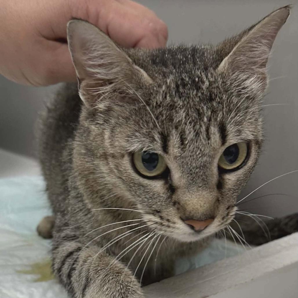 Olivia, Adoptable, Adult Female Domestic Short Hair.
