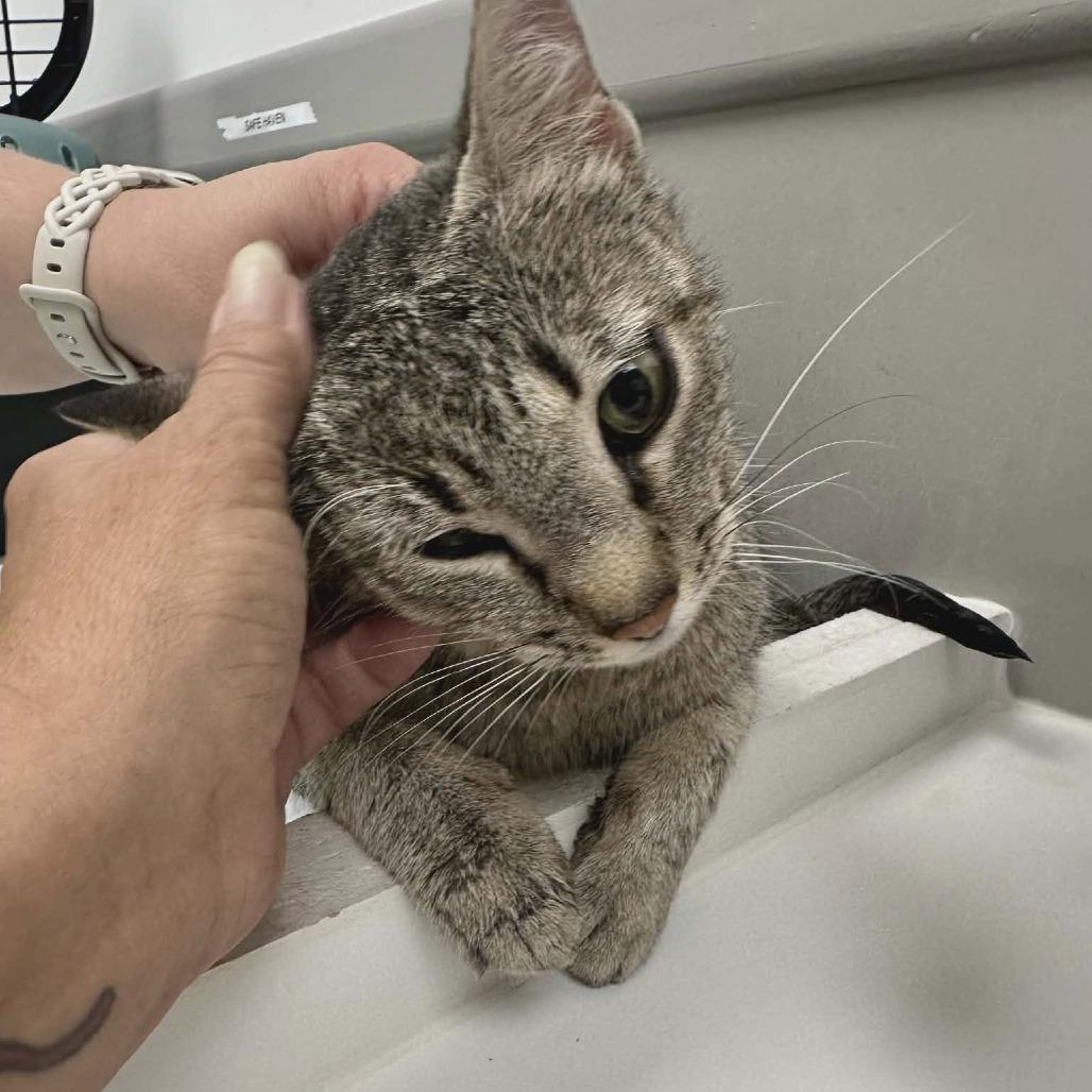 Olivia, a Adoptable Domestic Short Hair in Newcastle, OK image 2/2