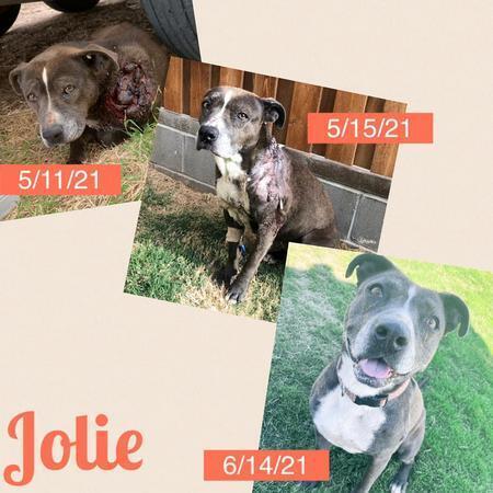 Enlarge Jolie, a Adoptable mixed breed in Lubbock, TX image 1/5