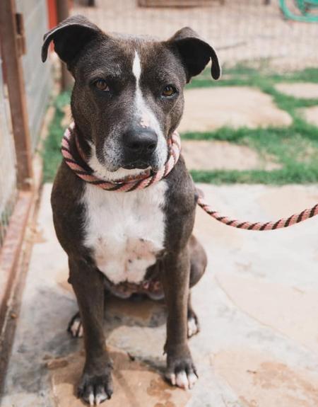 Enlarge Jolie, a Adoptable mixed breed in Lubbock, TX image 2/5