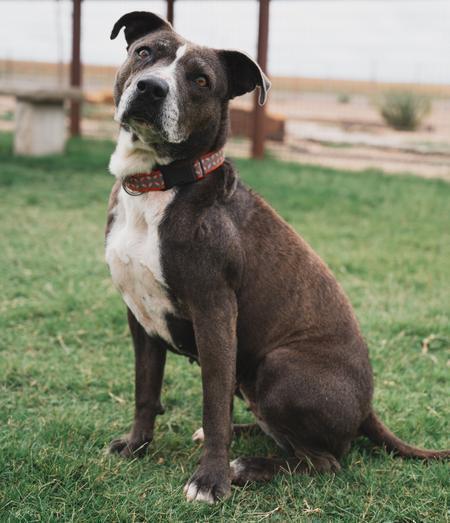 Enlarge Jolie, a Adoptable mixed breed in Lubbock, TX image 3/5