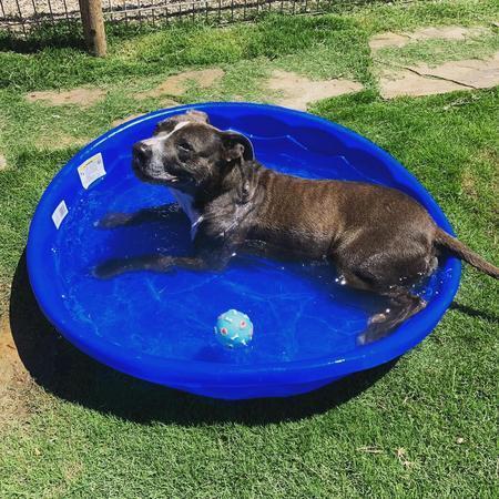 Enlarge Jolie, a Adoptable mixed breed in Lubbock, TX image 4/5