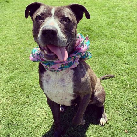 Enlarge Jolie, a Adoptable mixed breed in Lubbock, TX image 5/5