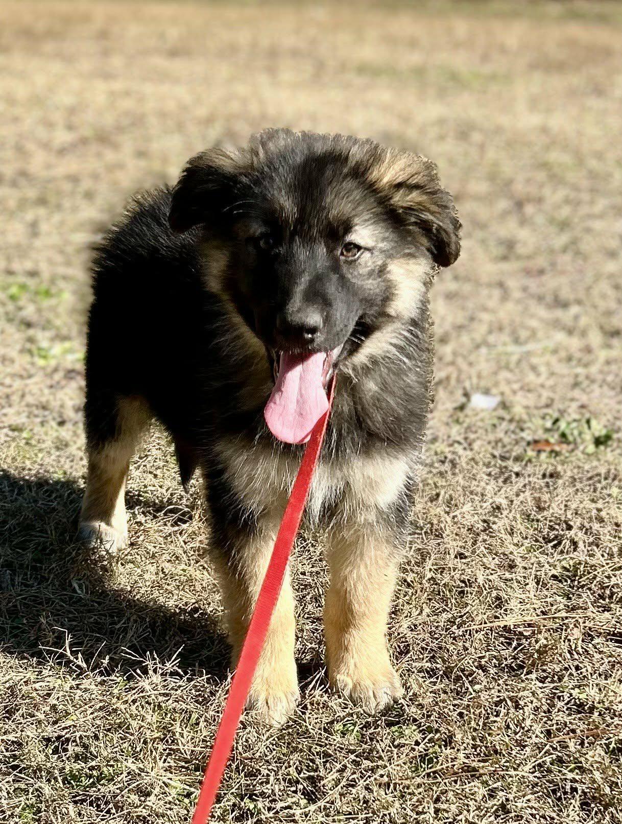 Enlarge Benjamin , a ADOPTABLE German Shepherd Dog in Westport, MA image 1/5