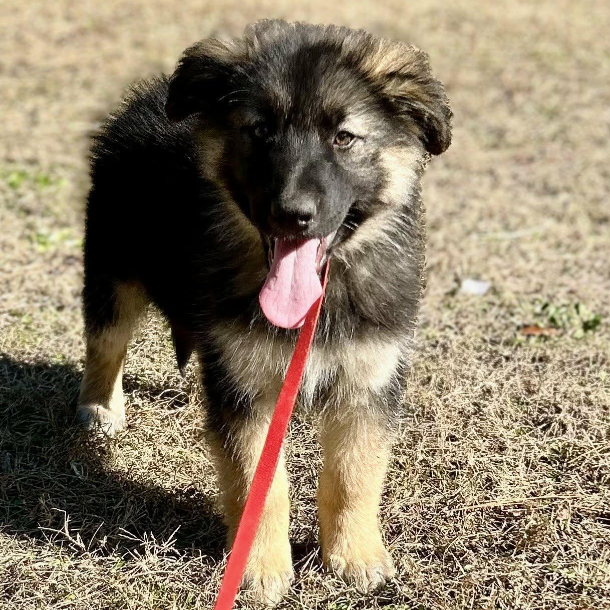 Enlarge Benjamin , an adopted German Shepherd Dog in Chepachet, RI image 1/6