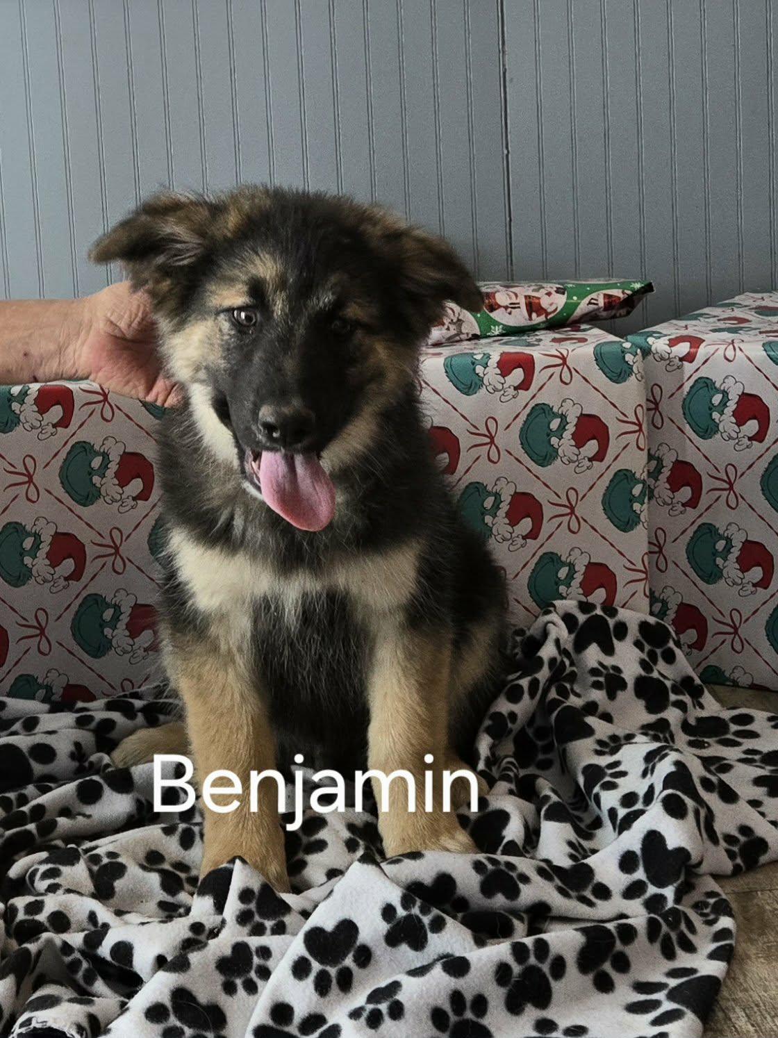 Enlarge Benjamin , an adopted German Shepherd Dog in Chepachet, RI image 3/6