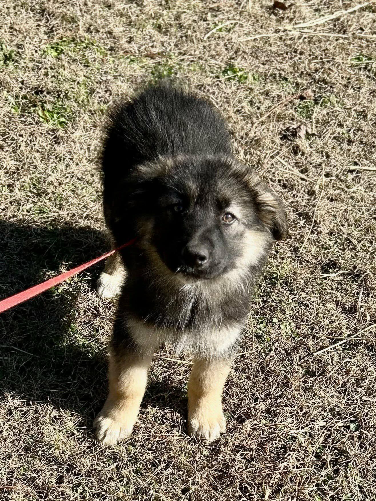 Enlarge Benjamin , a ADOPTABLE German Shepherd Dog in Westport, MA image 4/5