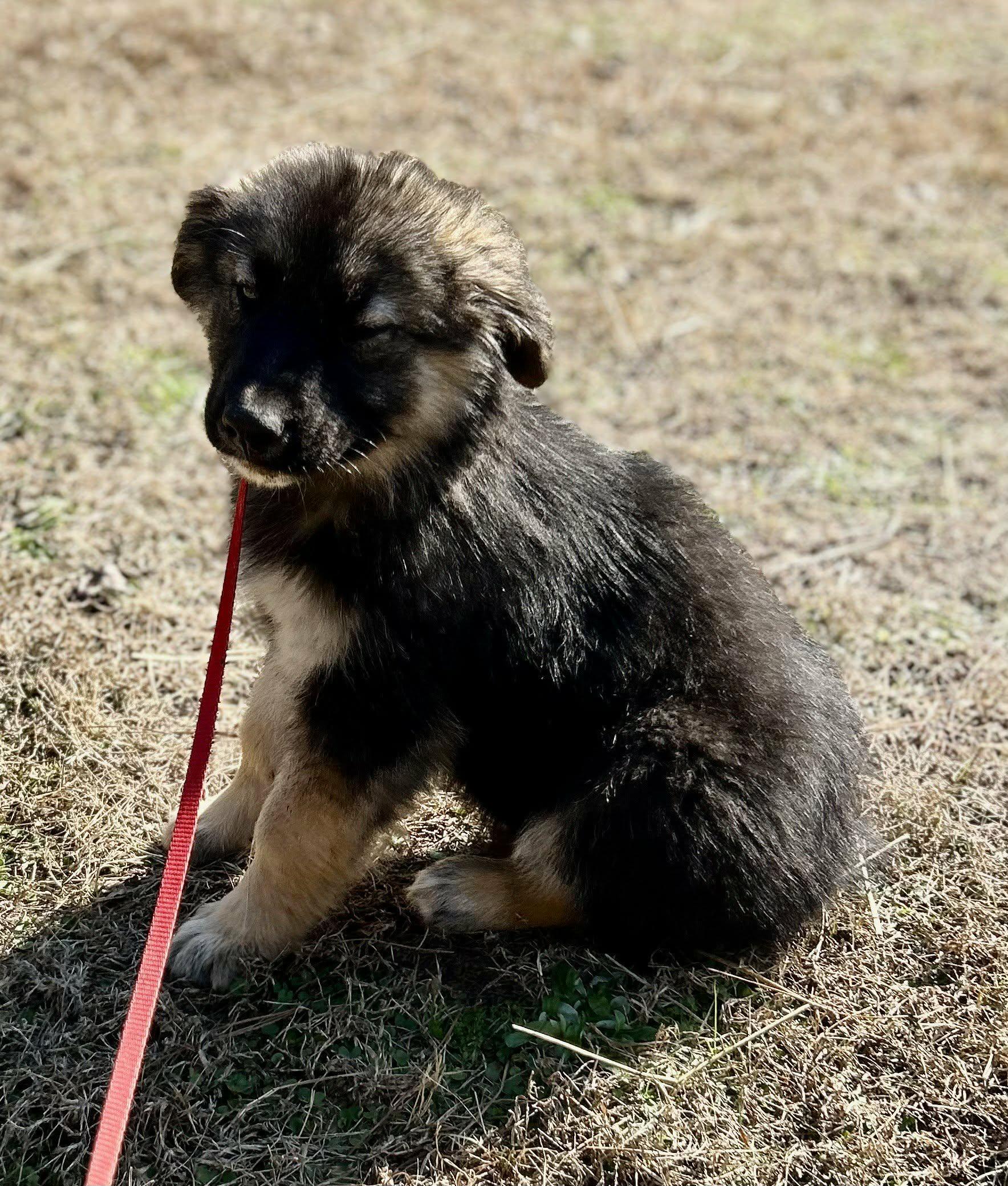 Enlarge Benjamin , a ADOPTABLE German Shepherd Dog in Westport, MA image 3/5