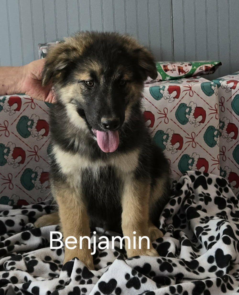 Enlarge Benjamin , an adopted German Shepherd Dog in Chepachet, RI image 2/6