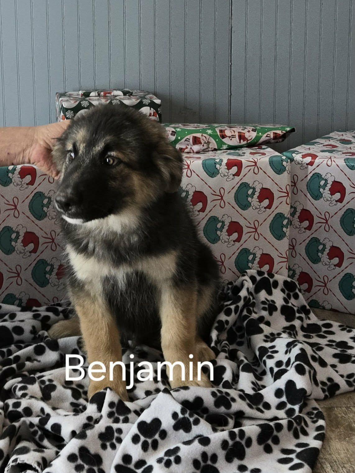 Enlarge Benjamin , an adopted German Shepherd Dog in Chepachet, RI image 4/6