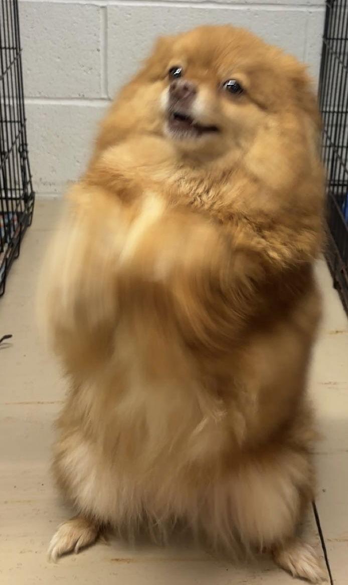 Enlarge Foxy, a Adopted Pomeranian in York, SC image 1/2